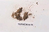 藏品(扭柄苔屬)的圖片